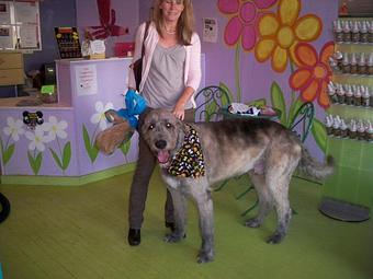 Product - Groovy Grooming Pet Spa in Cleveland, OH Pet Boarding & Grooming