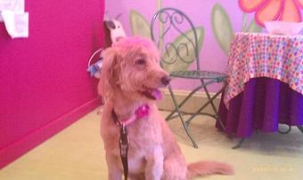 Product - Groovy Grooming Pet Spa in Cleveland, OH Pet Boarding & Grooming