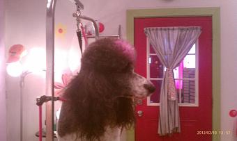 Product - Groovy Grooming Pet Spa in Cleveland, OH Pet Boarding & Grooming