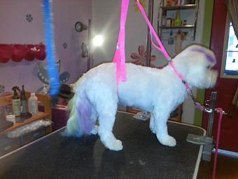 Product - Groovy Grooming Pet Spa in Cleveland, OH Pet Boarding & Grooming