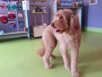 Product - Groovy Grooming Pet Spa in Cleveland, OH Pet Boarding & Grooming