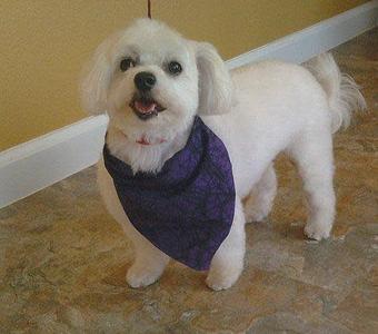 Product - "Happy Paws" Professional Grooming in Palm Bay, FL Pet Boarding & Grooming