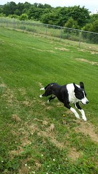 Product - Happy Spot Pet Resort in Georgetown, KY Pet Boarding & Grooming