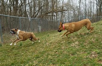 Product - Happy Spot Pet Resort in Georgetown, KY Pet Boarding & Grooming