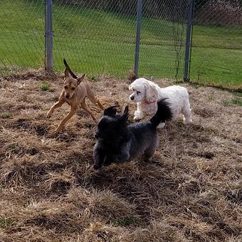 Product - Happy Spot Pet Resort in Georgetown, KY Pet Boarding & Grooming