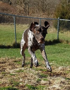 Product - Happy Spot Pet Resort in Georgetown, KY Pet Boarding & Grooming