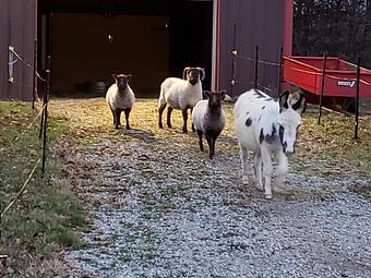 Product - Happy Spot Pet Resort in Georgetown, KY Pet Boarding & Grooming