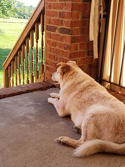 Product - Happy Spot Pet Resort in Georgetown, KY Pet Boarding & Grooming