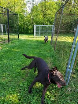 Product - Happy Spot Pet Resort in Georgetown, KY Pet Boarding & Grooming