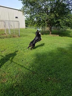 Product - Happy Spot Pet Resort in Georgetown, KY Pet Boarding & Grooming