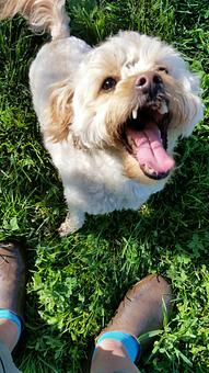 Product - Happy Spot Pet Resort in Georgetown, KY Pet Boarding & Grooming