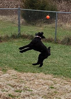 Product - Happy Spot Pet Resort in Georgetown, KY Pet Boarding & Grooming