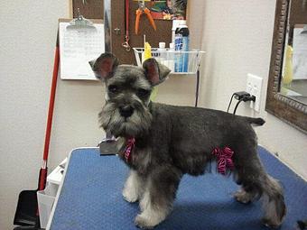Product - Happy Tails Too - Happy Tails in Burleson, TX Pet Boarding & Grooming