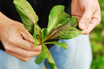 Product - Hearth in Kirkland, WA Organic Restaurants