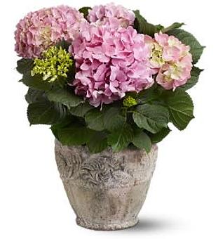 Product - Heaven Scent Flowers in Coleman, MI Florists