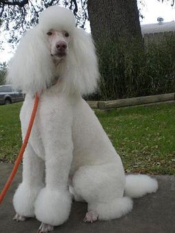 Product - Highmark Kennel in Austin, TX Pet Boarding & Grooming