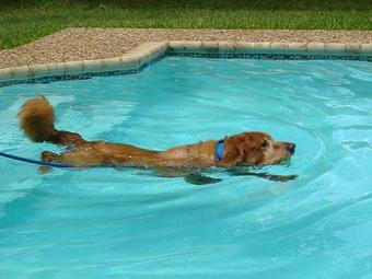 Product - Highmark Kennel in Austin, TX Pet Boarding & Grooming