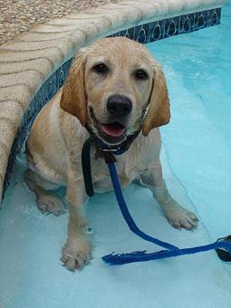 Product - Highmark Kennel in Austin, TX Pet Boarding & Grooming