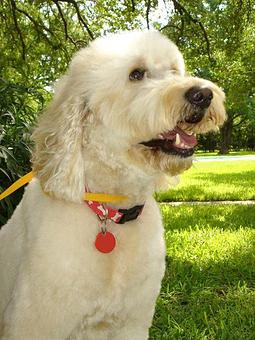 Product - Highmark Kennel in Austin, TX Pet Boarding & Grooming