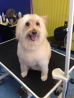 Product - Hollywood Dog Salon in Hammonton, NJ Pet Boarding & Grooming