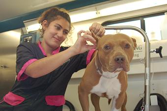 Product - Hollywood Grooming... where every pet is a star! in Los Angeles, Beverly Hills, Brentwood, Bel Aire, Los Feliz, San Fernando Valley, Calabassas - Los Angeles, CA Pet Boarding & Grooming