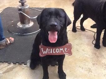 Product - House of Dog in San Anselmo, CA Pet Boarding & Grooming Product - House of Dog in San Anselmo, CA Pet Boarding & Grooming