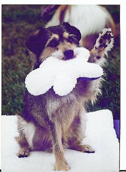 Product - Jo-Thor's Dog Trainers' Academy in Alpharetta, GA Pet Care Services