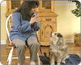 Product - Jo-Thor's Dog Trainers' Academy in Alpharetta, GA Pet Care Services