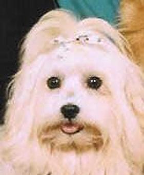 Product - Jo-Thor's Dog Trainers' Academy in Alpharetta, GA Pet Care Services