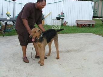 Product - Jo-Thor's Dog Trainers' Academy in Alpharetta, GA Pet Care Services