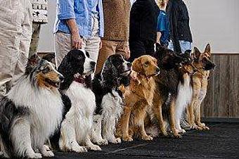 Product - Jo-Thor's Dog Trainers' Academy in Alpharetta, GA Pet Care Services