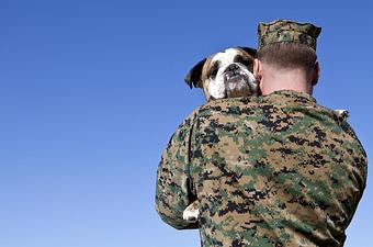 Product: Approved for VA Benefits - Jo-Thor's Dog Trainers' Academy in Alpharetta, GA Pet Care Services