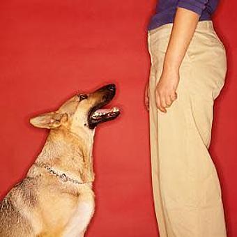 Product - Jo-Thor's Dog Trainers' Academy in Alpharetta, GA Pet Care Services