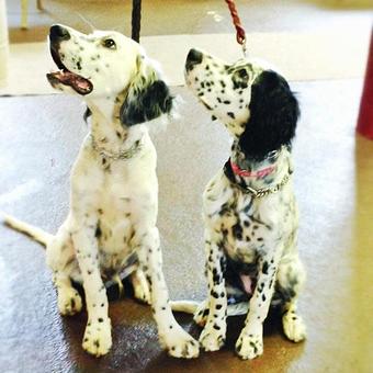 Product - Jo-Thor's Dog Trainers' Academy in Alpharetta, GA Pet Care Services