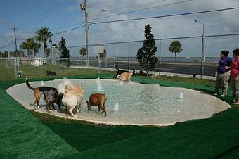 Product - K9 Kampus in Melbourne, FL Pet Care Services