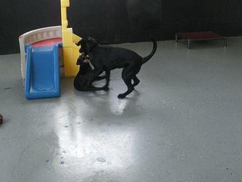 Product - K9 Playland in Charlotte, NC Pet Care Services