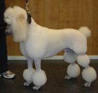 Product: Groomed by Karen 30 yes experience - Karen's Grooming in Maryland Heights, MO Pet Boarding & Grooming