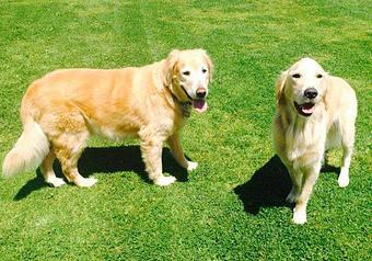 Product - Kathy Loves Pets in Manhattan Beach, CA Pet Boarding & Grooming