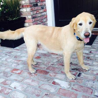 Product - Kathy Loves Pets in Manhattan Beach, CA Pet Boarding & Grooming