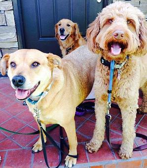 Product - Kathy Loves Pets in Manhattan Beach, CA Pet Boarding & Grooming