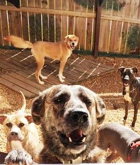 Product - Kathy's Pampered Paws in Clarksville, TN Pet Boarding & Grooming