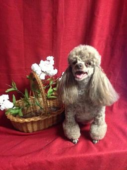 Product - Kathy's Pampered Paws in Clarksville, TN Pet Boarding & Grooming