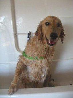 Product - Kathy's Pampered Paws in Clarksville, TN Pet Boarding & Grooming
