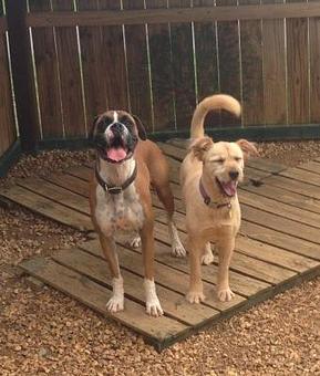 Product - Kathy's Pampered Paws in Clarksville, TN Pet Boarding & Grooming