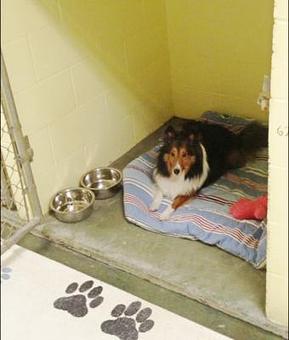 Product - Kathy's Pampered Paws in Clarksville, TN Pet Boarding & Grooming