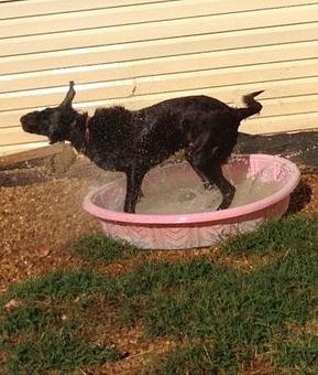 Product - Kathy's Pampered Paws in Clarksville, TN Pet Boarding & Grooming