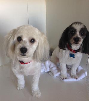 Product - Kathy's Pampered Paws in Clarksville, TN Pet Boarding & Grooming