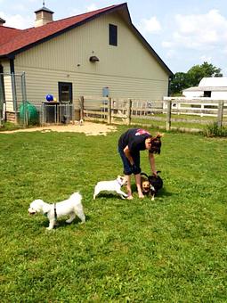 Product - Kennel Club USA in Johnstown, OH Pet Boarding & Grooming