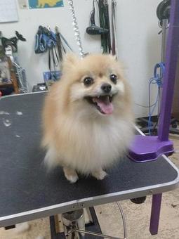 Product - Ker Mor Pet Grooming in Mequon, WI Pet Boarding & Grooming