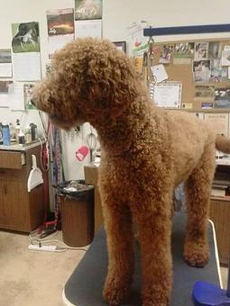Product - Ker Mor Pet Grooming in Mequon, WI Pet Boarding & Grooming